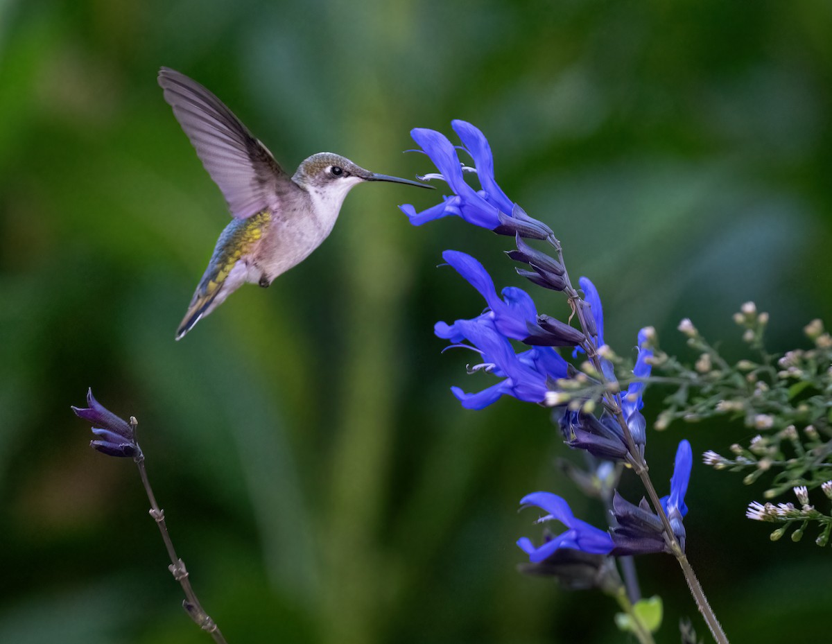 rubinstrupekolibri - ML642016423