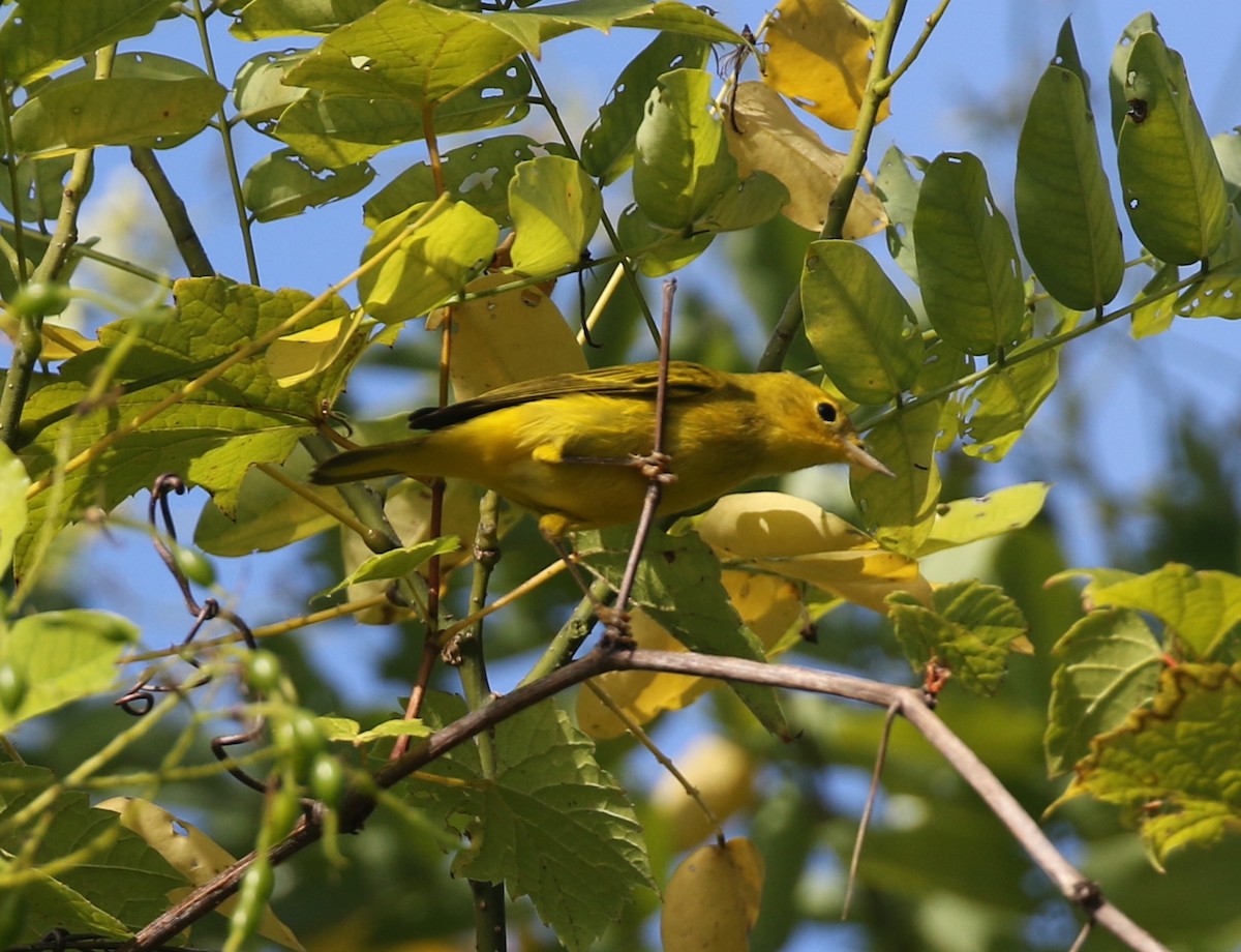 Goldwaldsänger - ML642016424