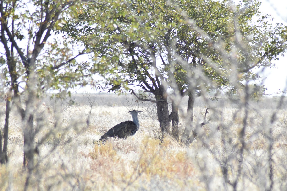 Kori Bustard - ML642016434