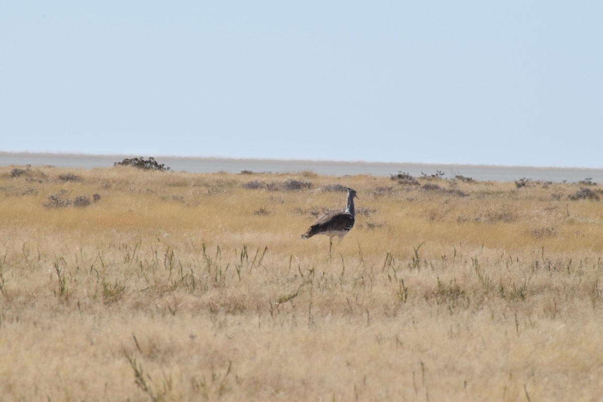 Kori Bustard - ML642016435