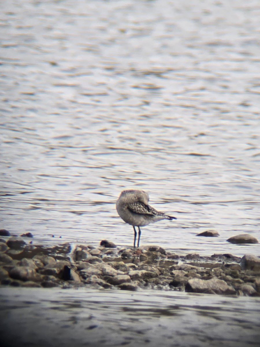 American Golden-Plover - ML642016437