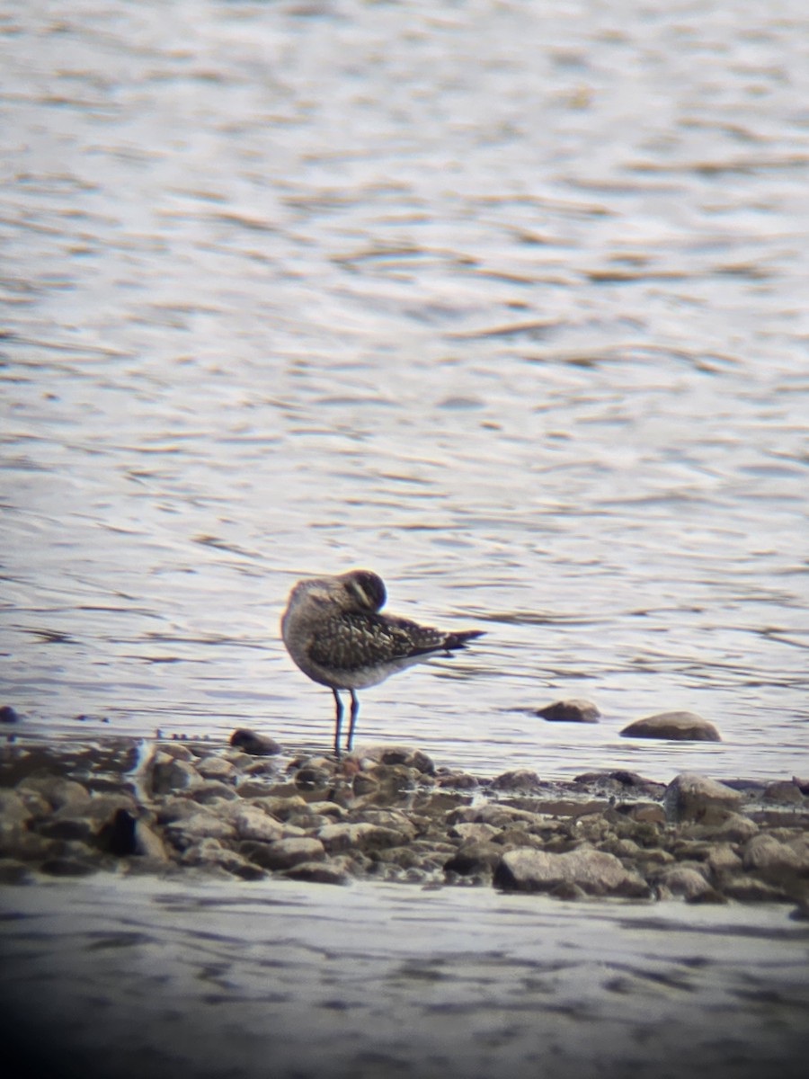 American Golden-Plover - ML642016438