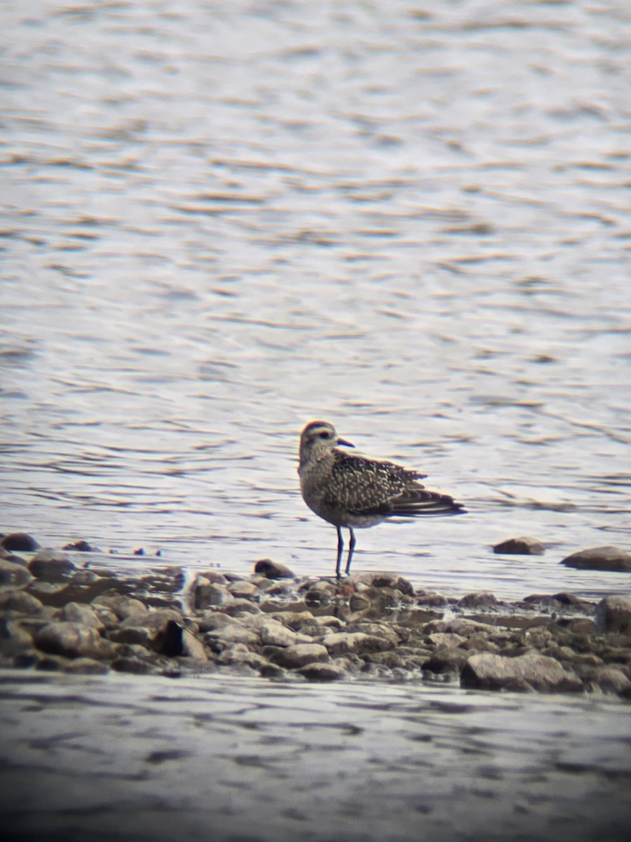 American Golden-Plover - ML642016439