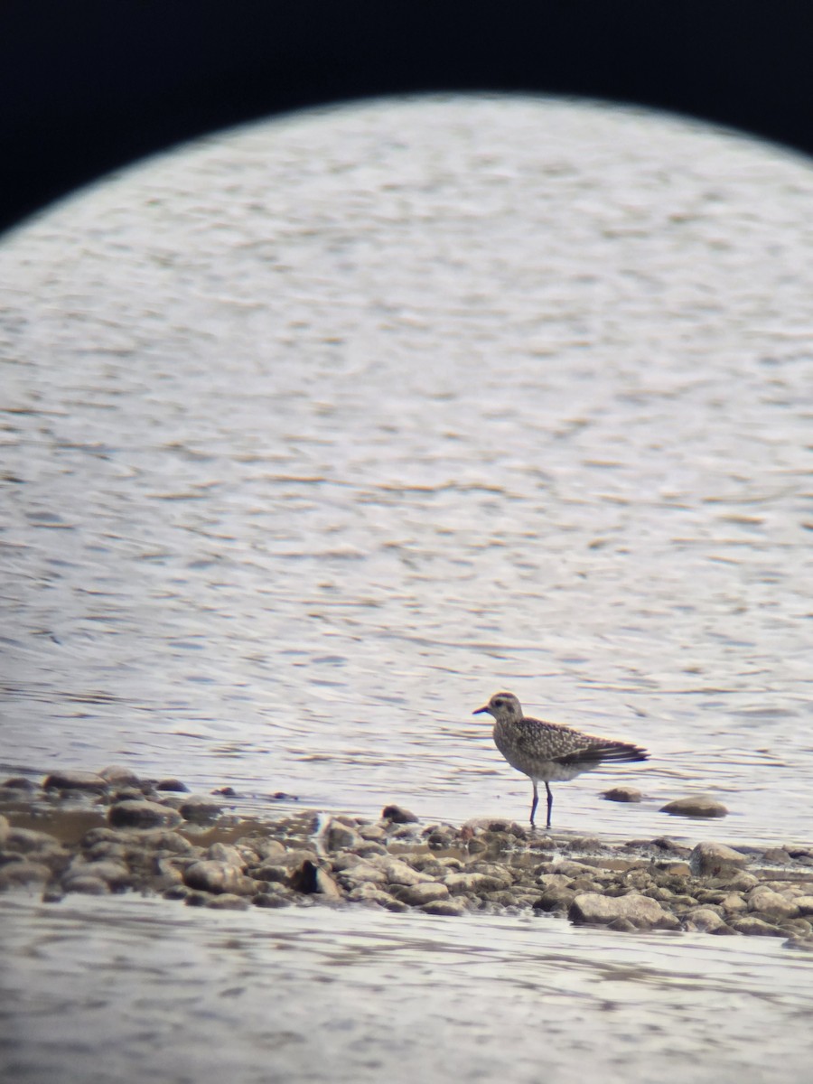 American Golden-Plover - ML642016440