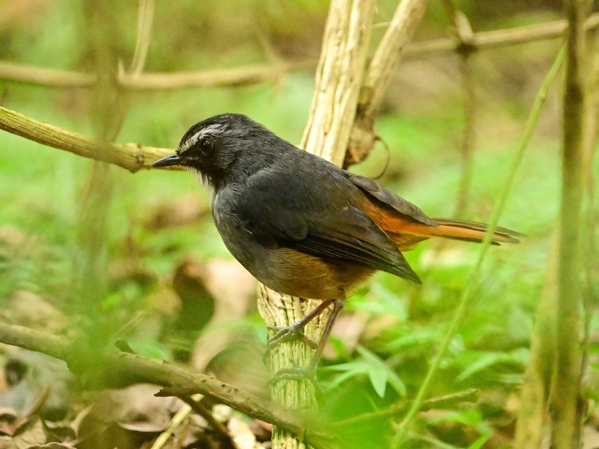 Olive-flanked Robin-Chat - ML642016443