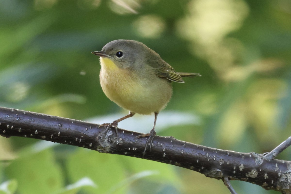 Common Yellowthroat - ML642016453