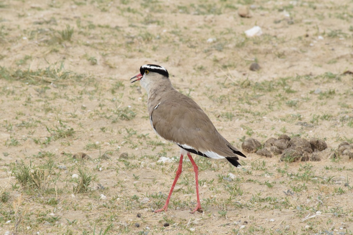 Crowned Lapwing - ML642016469