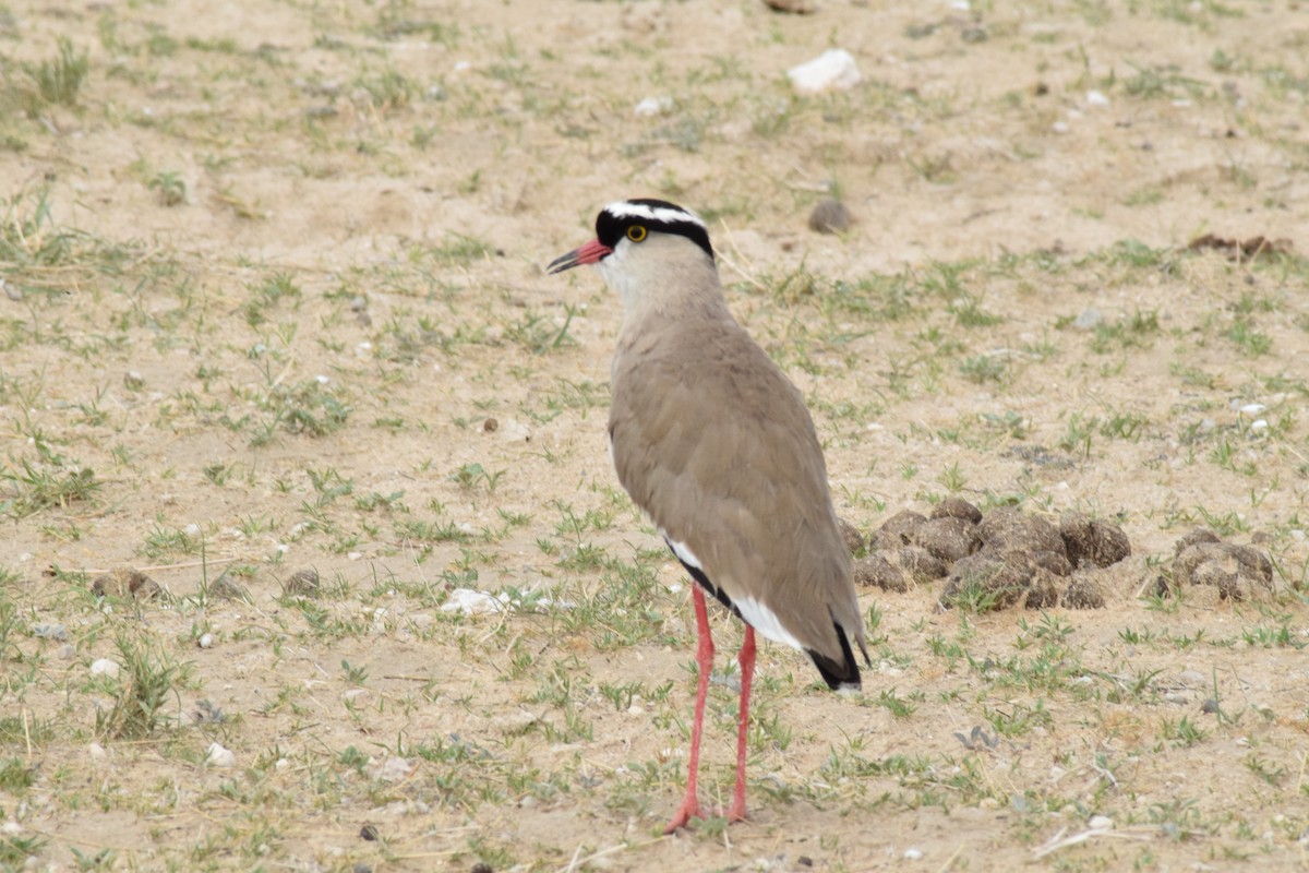 Crowned Lapwing - ML642016470