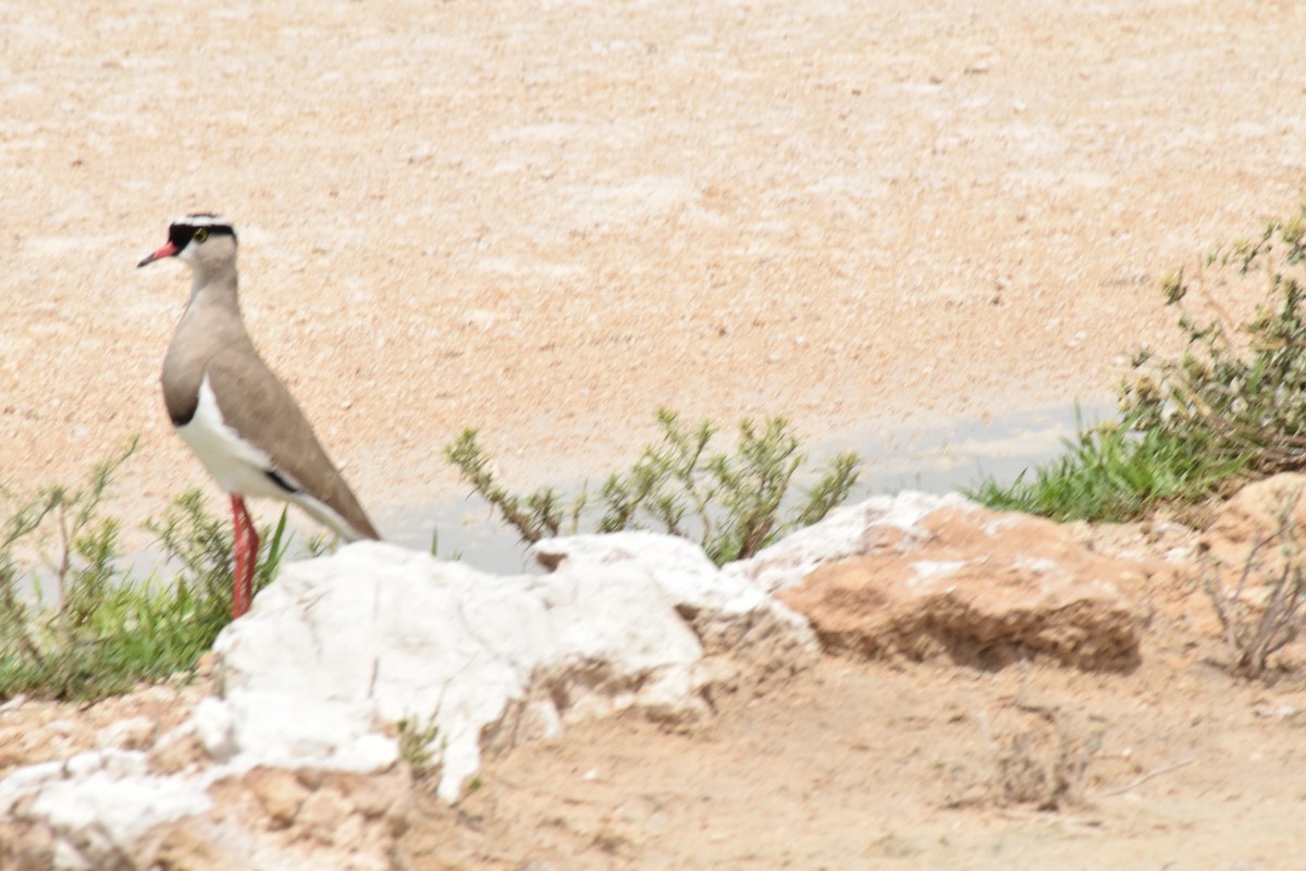 Crowned Lapwing - ML642016471