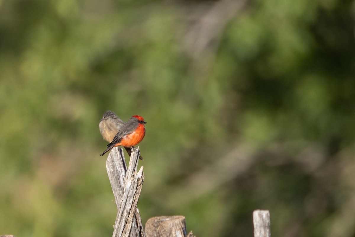 Vermilion Flycatcher - ML642016480
