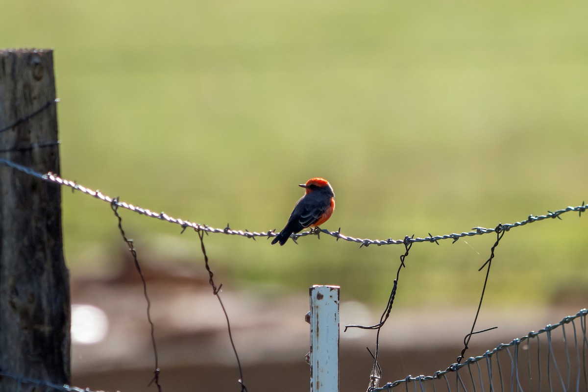 Vermilion Flycatcher - ML642016482