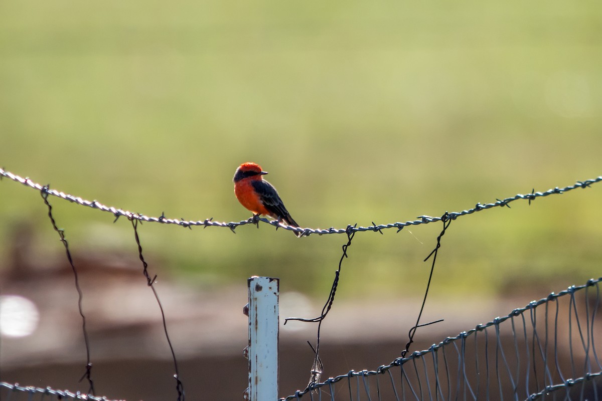 Vermilion Flycatcher - ML642016484