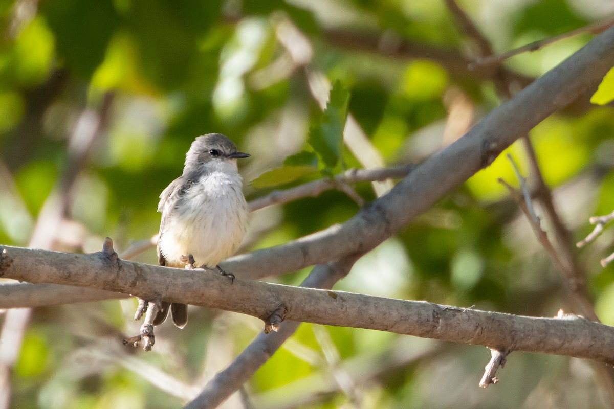 Vermilion Flycatcher - ML642016485