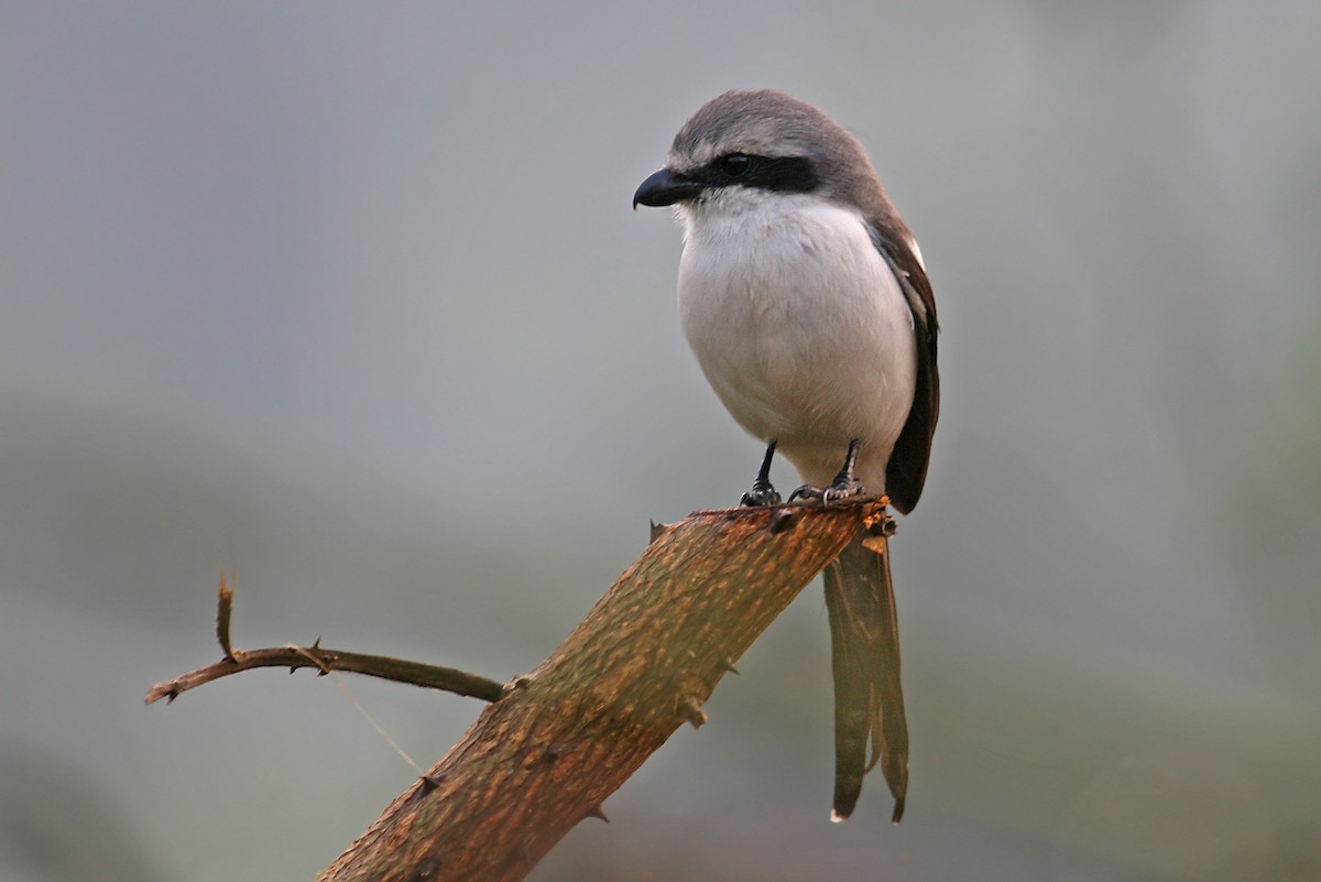 Mackinnon's Shrike - ML642016490
