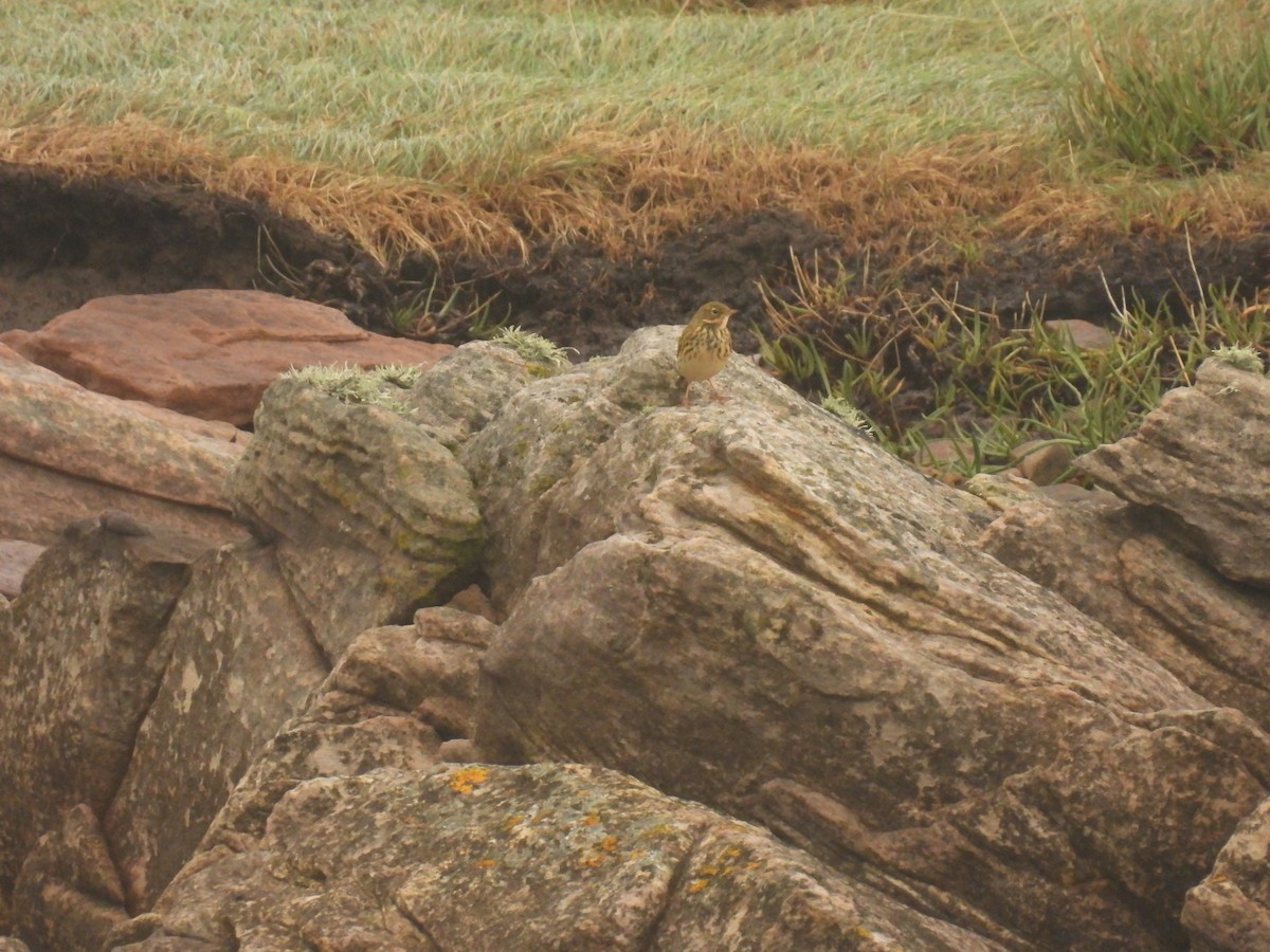 Meadow Pipit - ML642016491