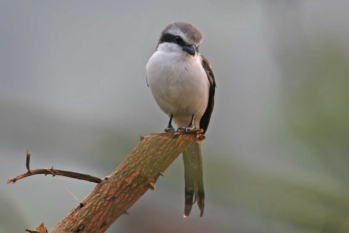 Mackinnon's Shrike - ML642016492