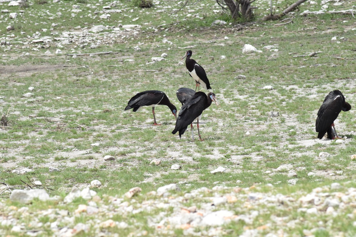Abdim's Stork - ML642016495