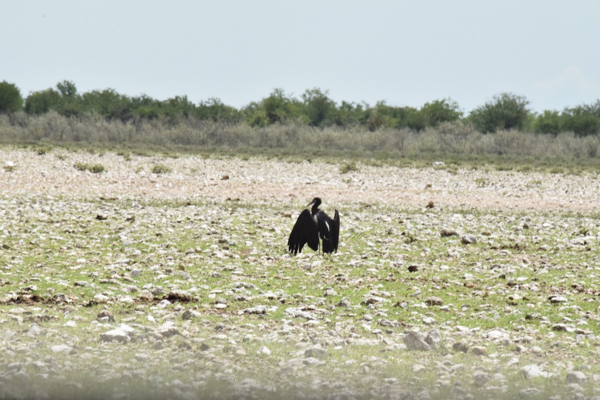 Abdim's Stork - ML642016496