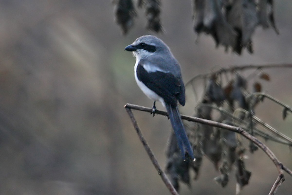 Mackinnon's Shrike - ML642016497