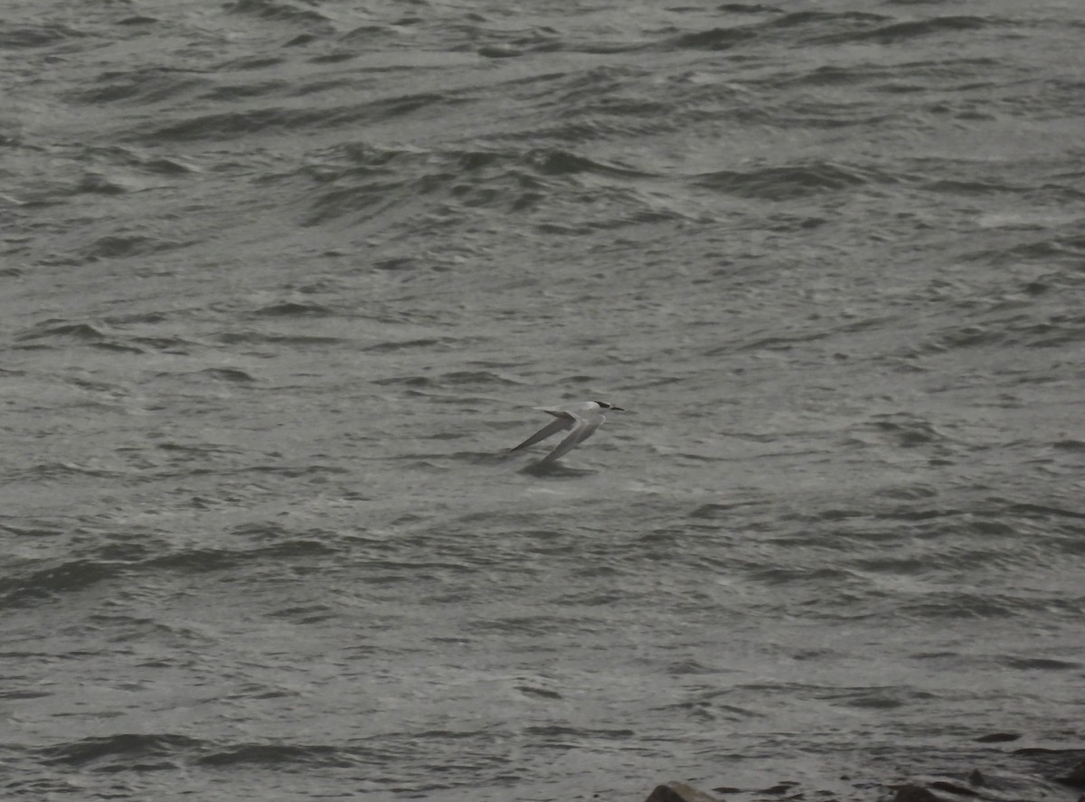 Sandwich Tern - John McKay