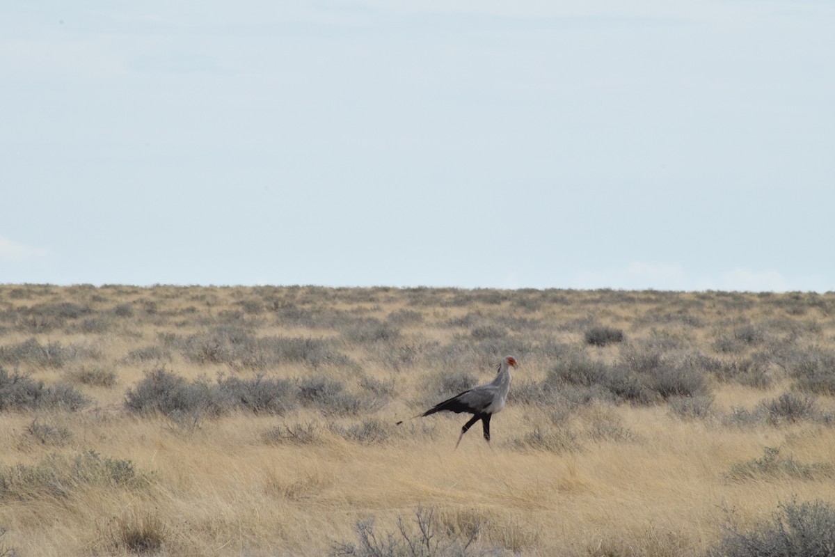 Secretarybird - ML642016505