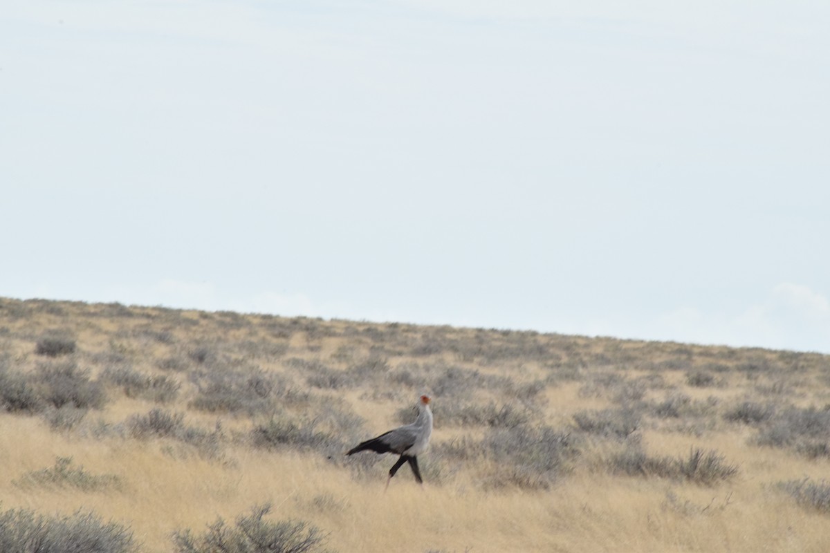 Secretarybird - ML642016506