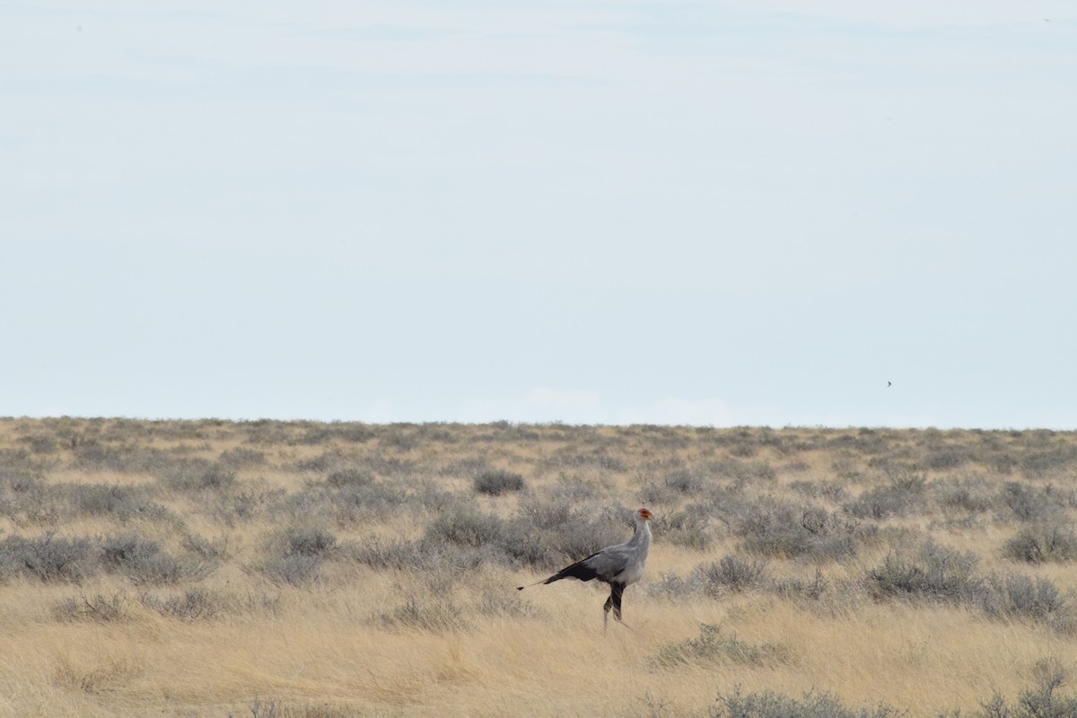 Secretarybird - ML642016507