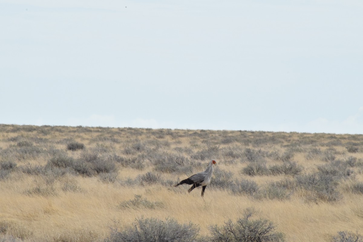 Secretarybird - ML642016508