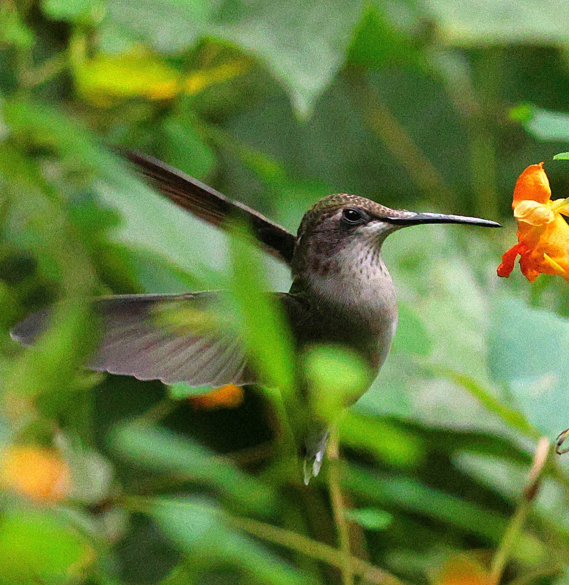 Ruby-throated Hummingbird - ML642016525