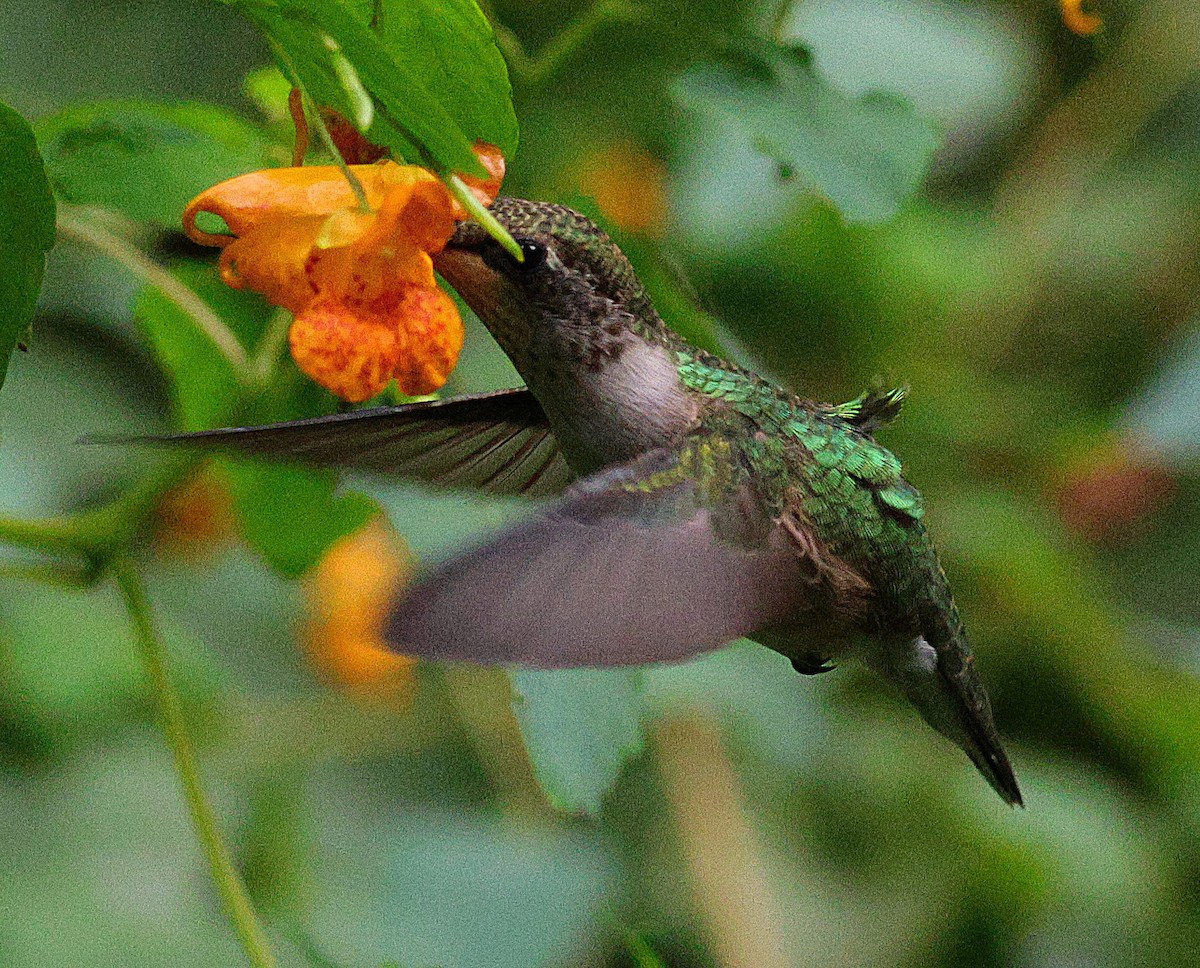 Ruby-throated Hummingbird - ML642016526