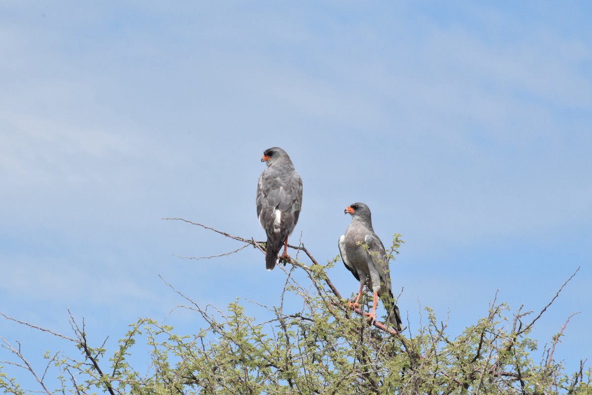 Pale Chanting-Goshawk - ML642016529
