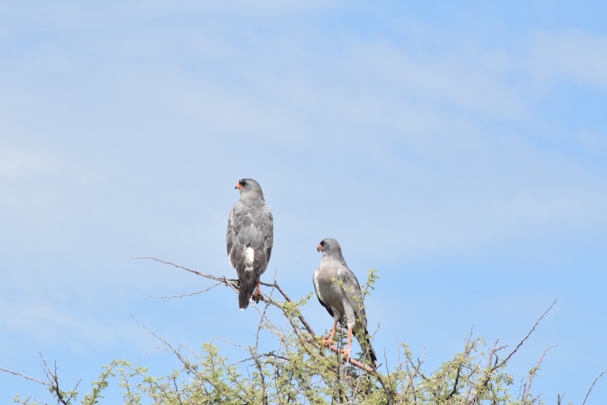 Pale Chanting-Goshawk - ML642016530