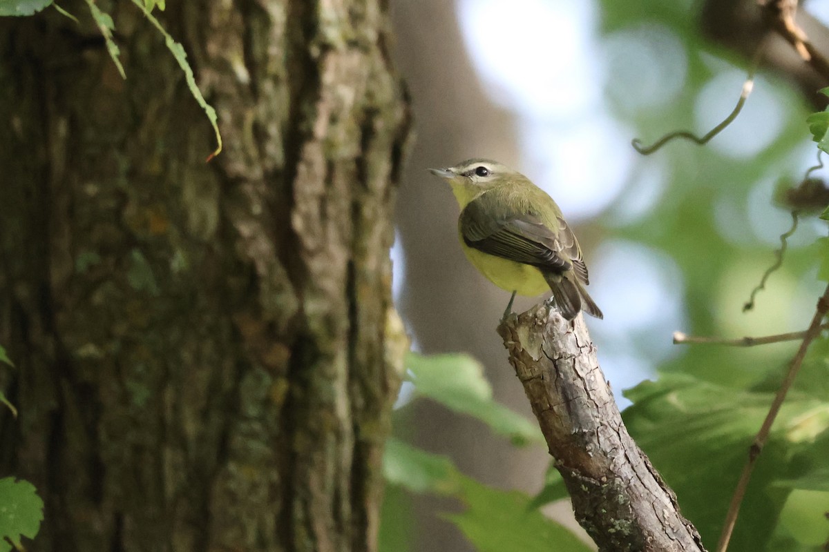 Philadelphia Vireo - ML642016534