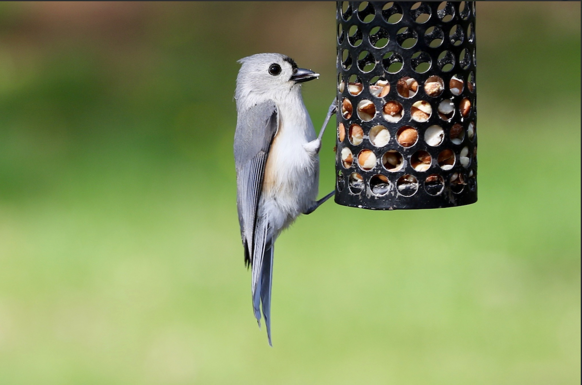 Tufted Titmouse - ML642016541