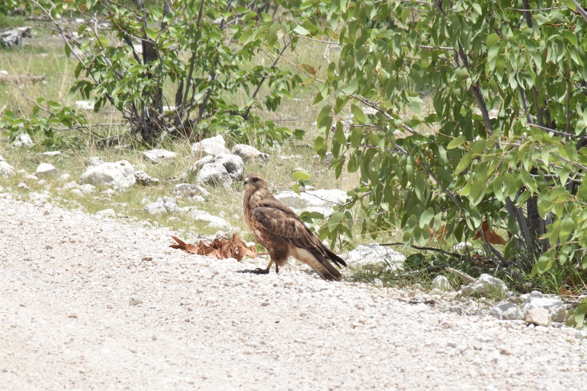 Black Kite (Yellow-billed) - ML642016545