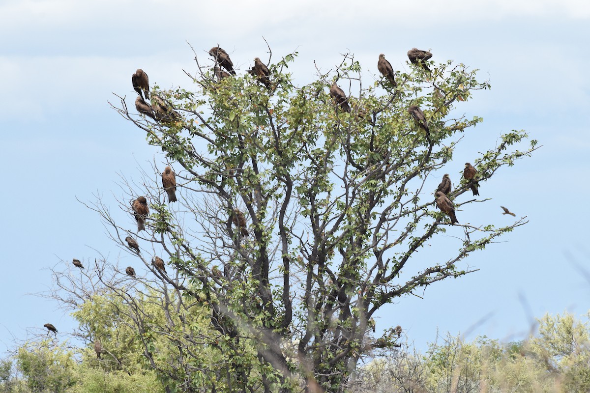 Black Kite (Yellow-billed) - ML642016546