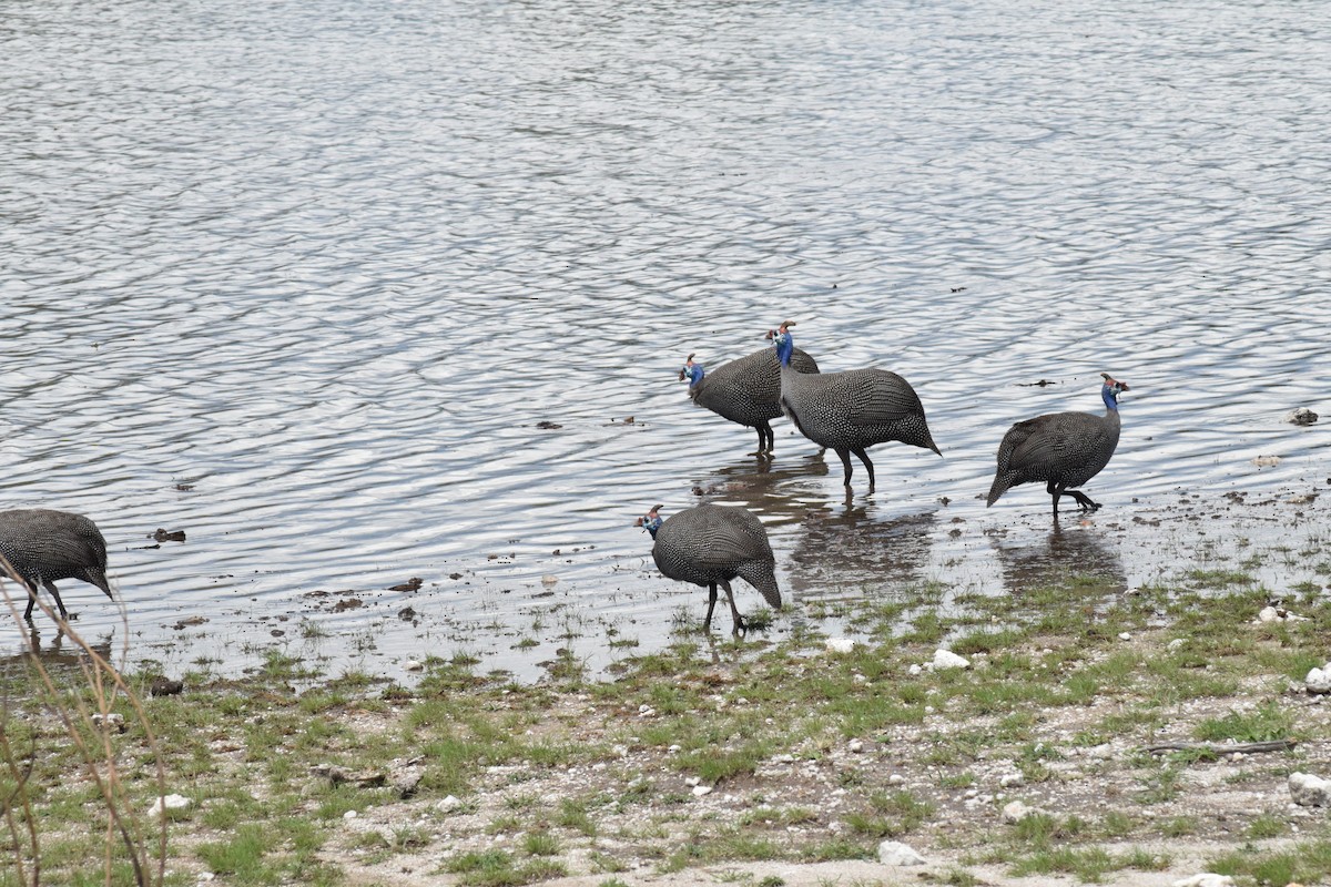 Helmeted Guineafowl - ML642016551