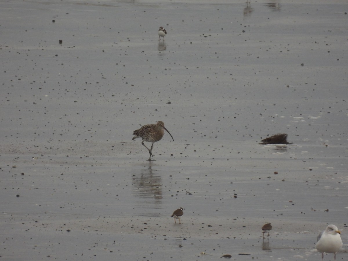 Eurasian Curlew - ML642016552