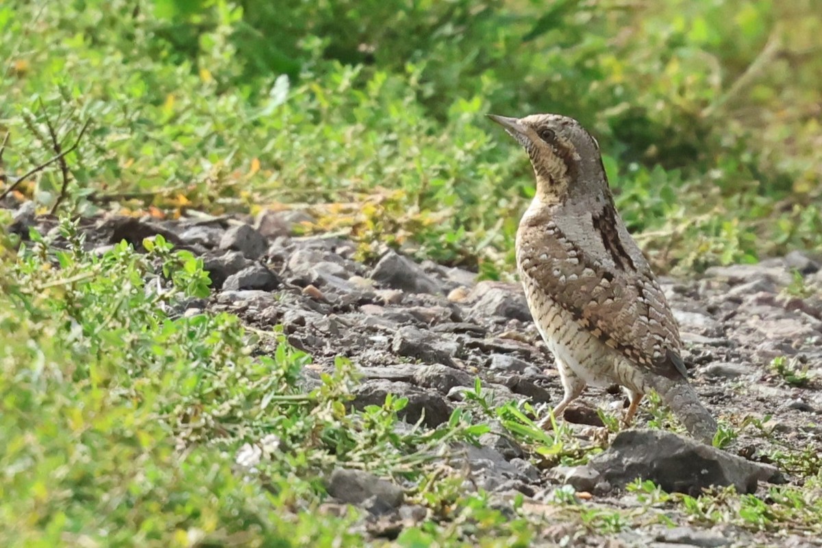 Eurasian Wryneck - ML642016553