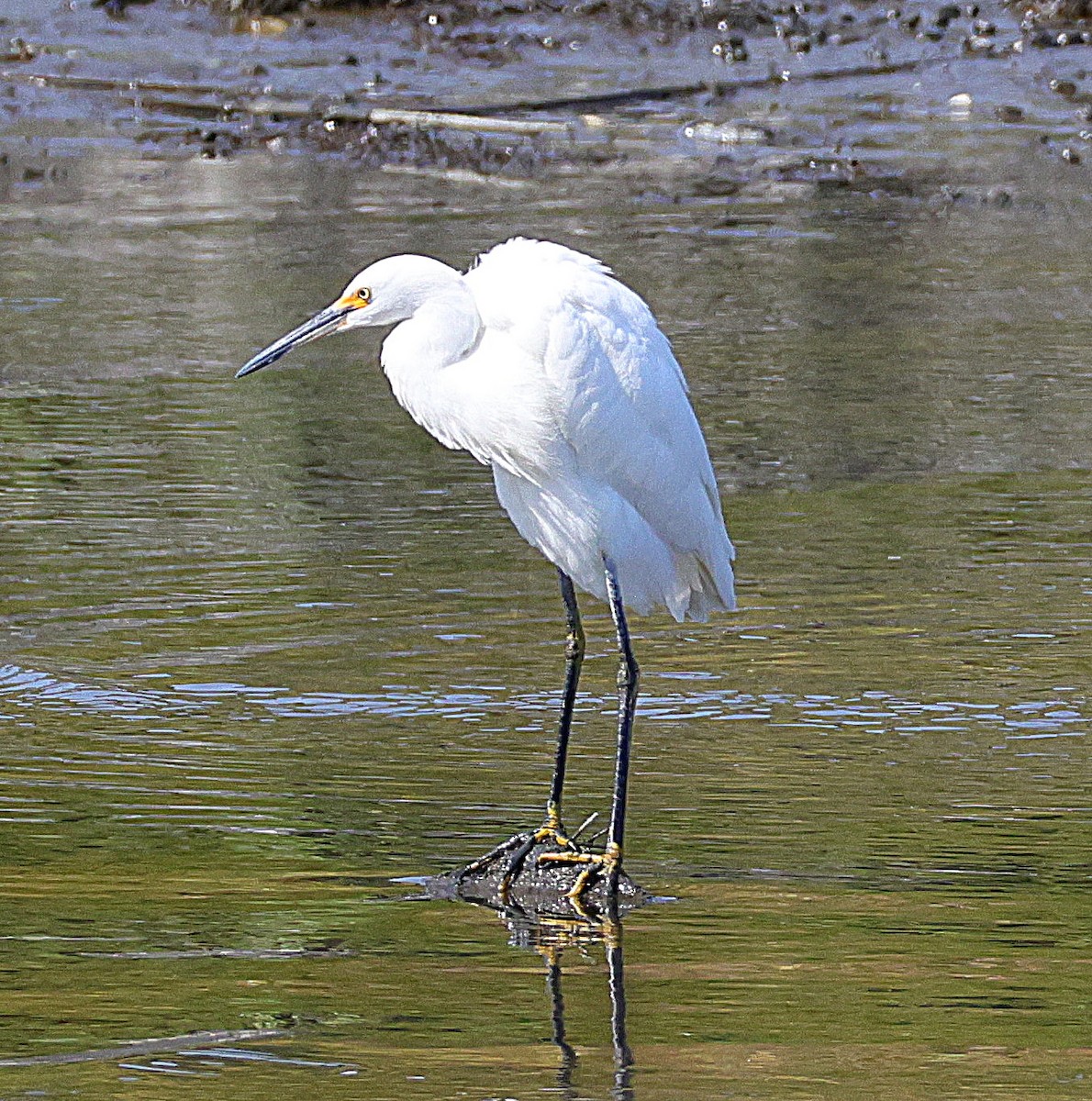 Snowy Egret - ML642016554