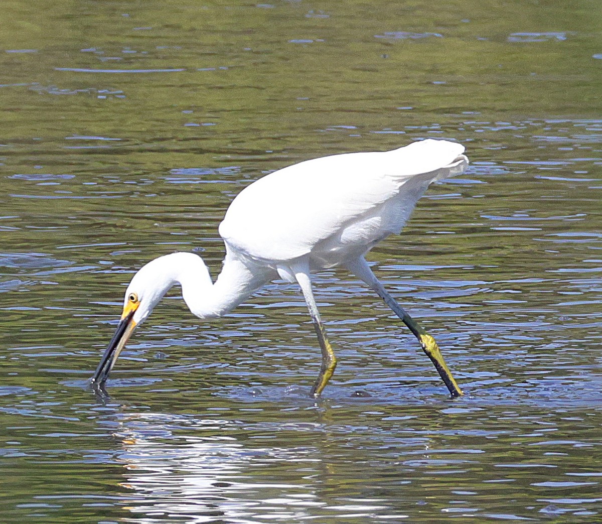 Snowy Egret - ML642016555