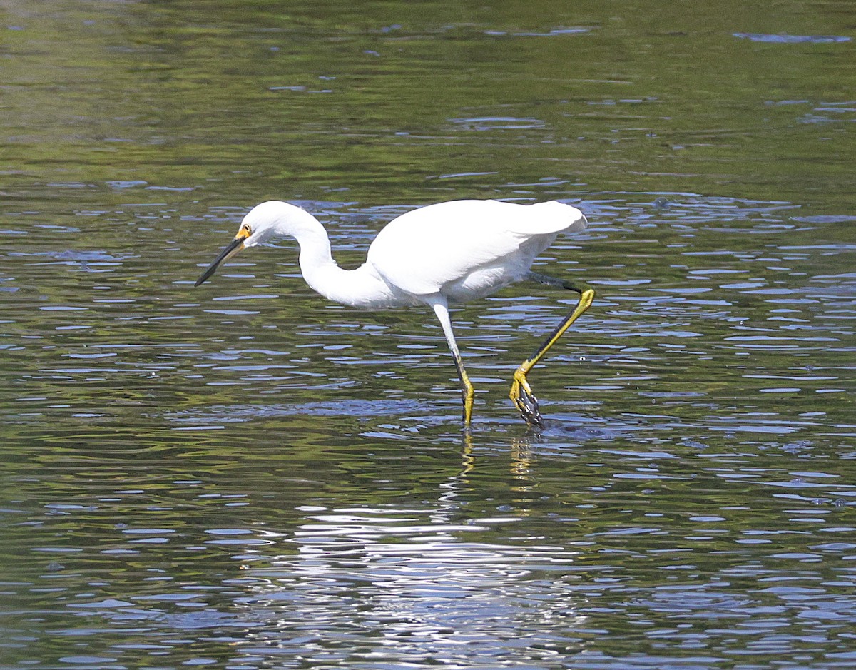 Snowy Egret - ML642016556