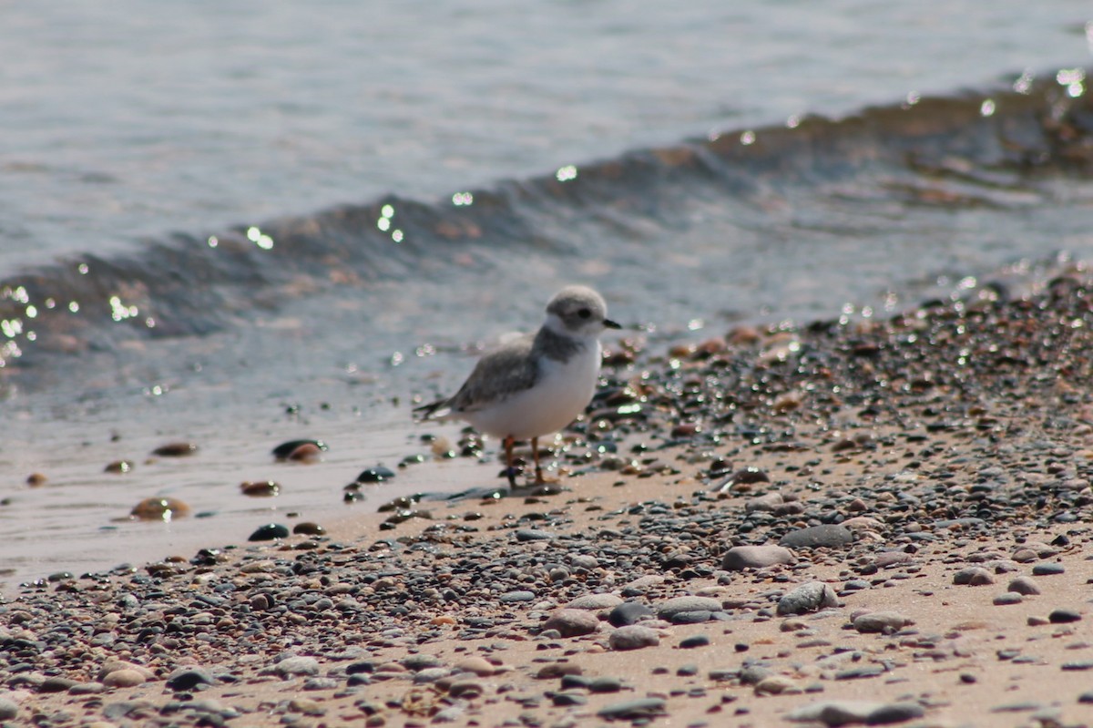 Piping Plover - ML642016560