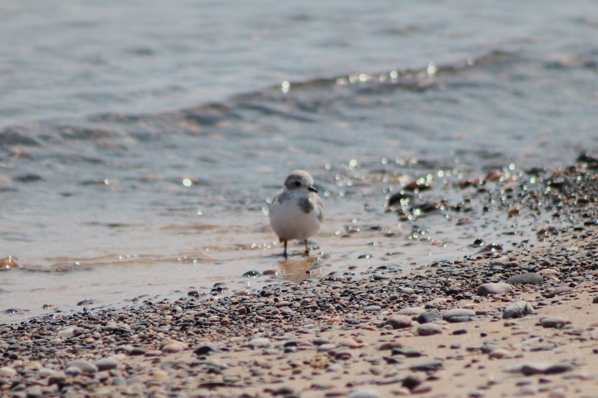 Piping Plover - ML642016561