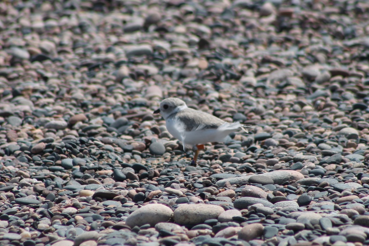Piping Plover - ML642016562