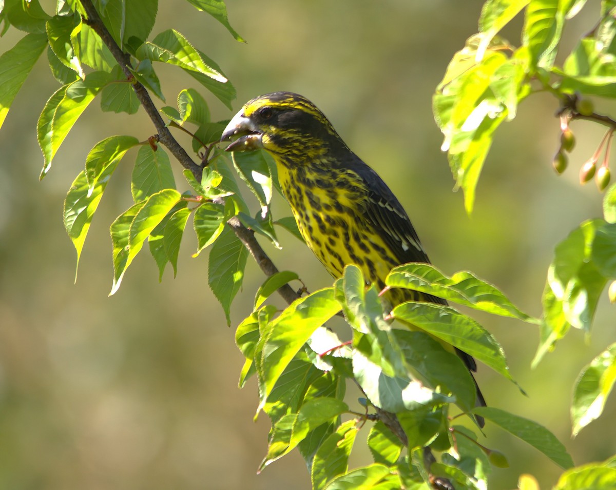 Spot-winged Grosbeak - ML642016563