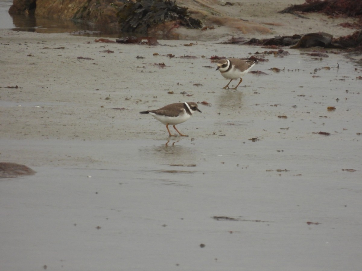 Common Ringed Plover - ML642016565