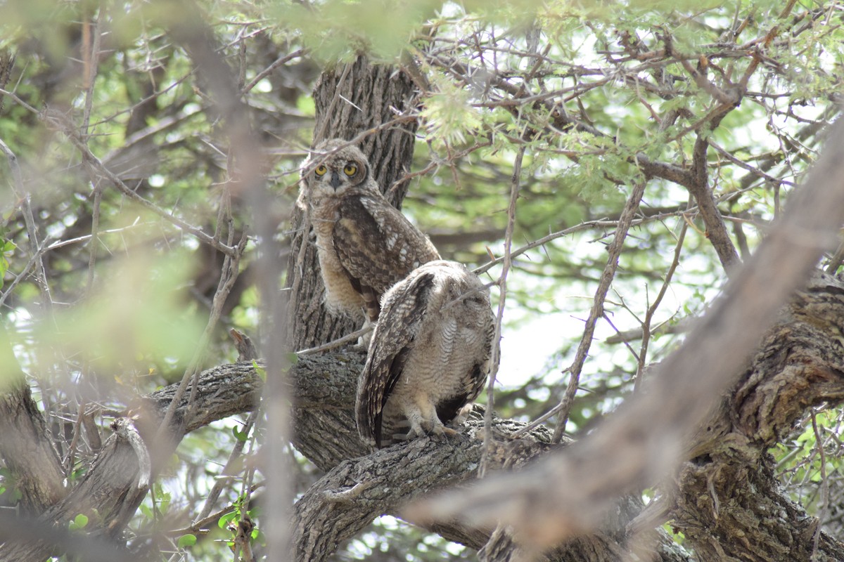 Spotted Eagle-Owl - ML642016569