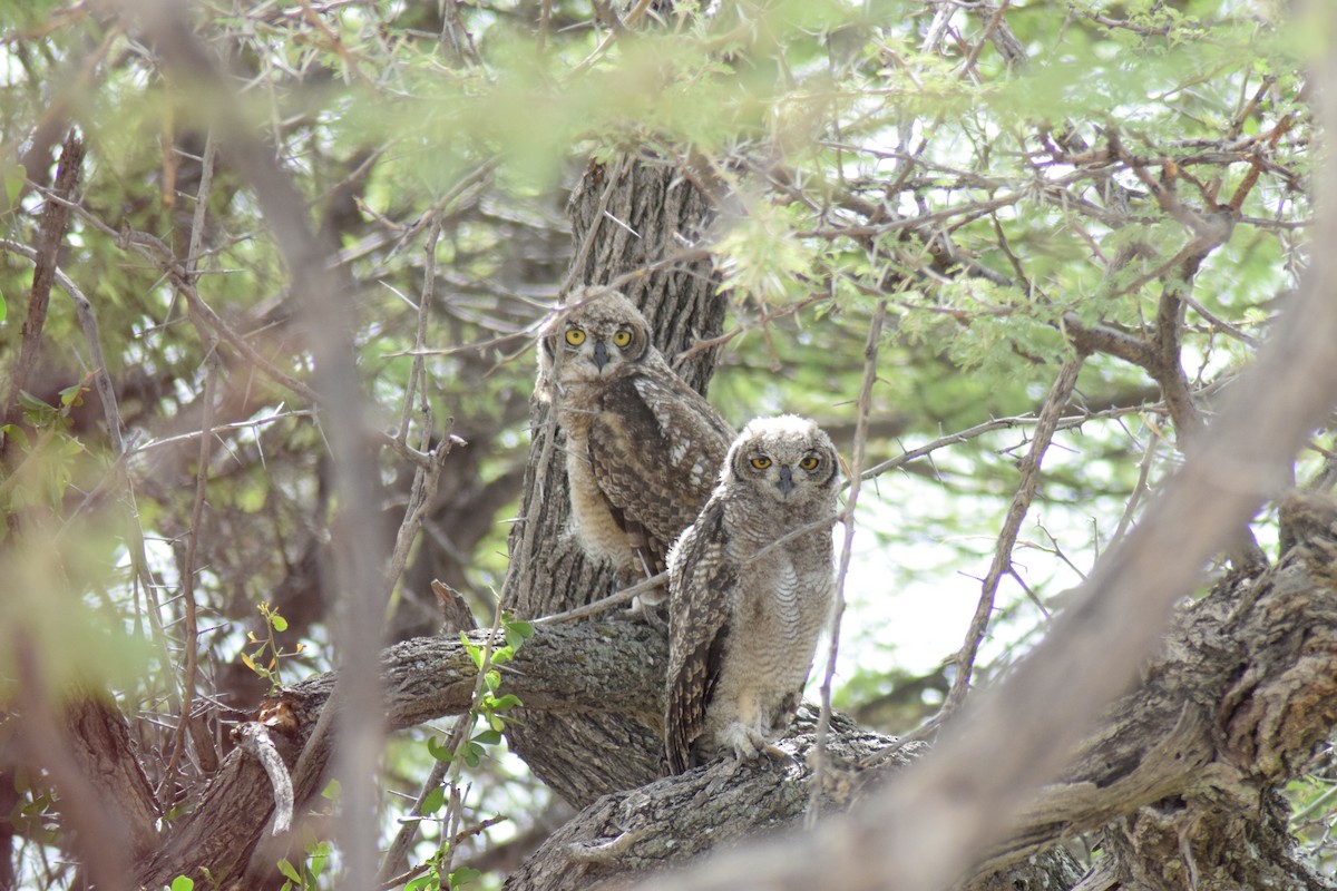 Spotted Eagle-Owl - ML642016570