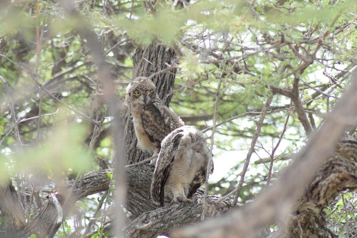 Spotted Eagle-Owl - ML642016571
